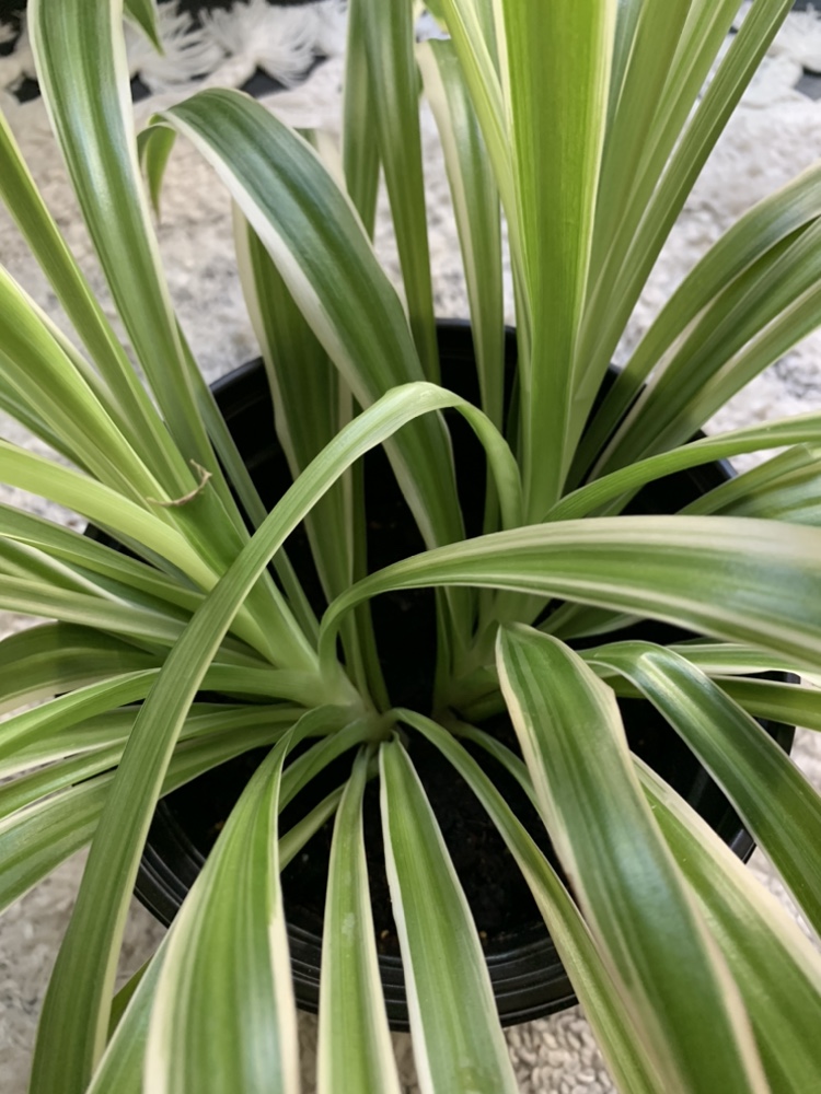 Healthy Spider plant - photo 2