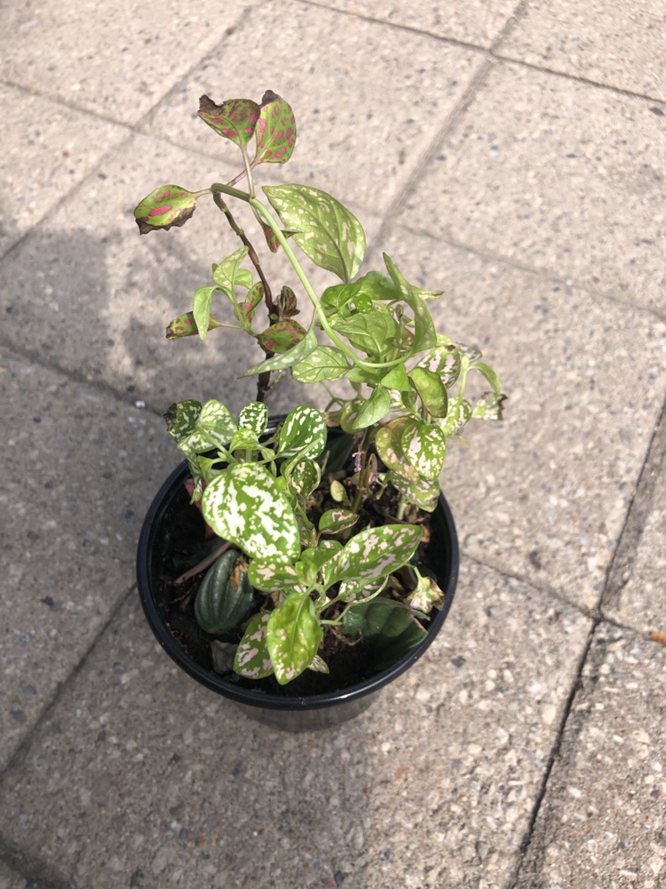 Polka Dot Plant #freecycle thumbnail
