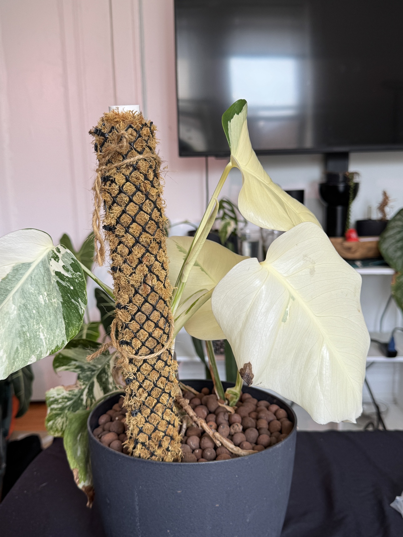 Large white Monstera Albo. Two in one pot - photo 3