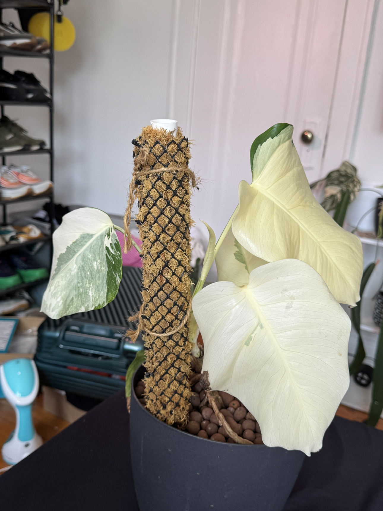 Large white Monstera Albo. Two in one pot - photo 2