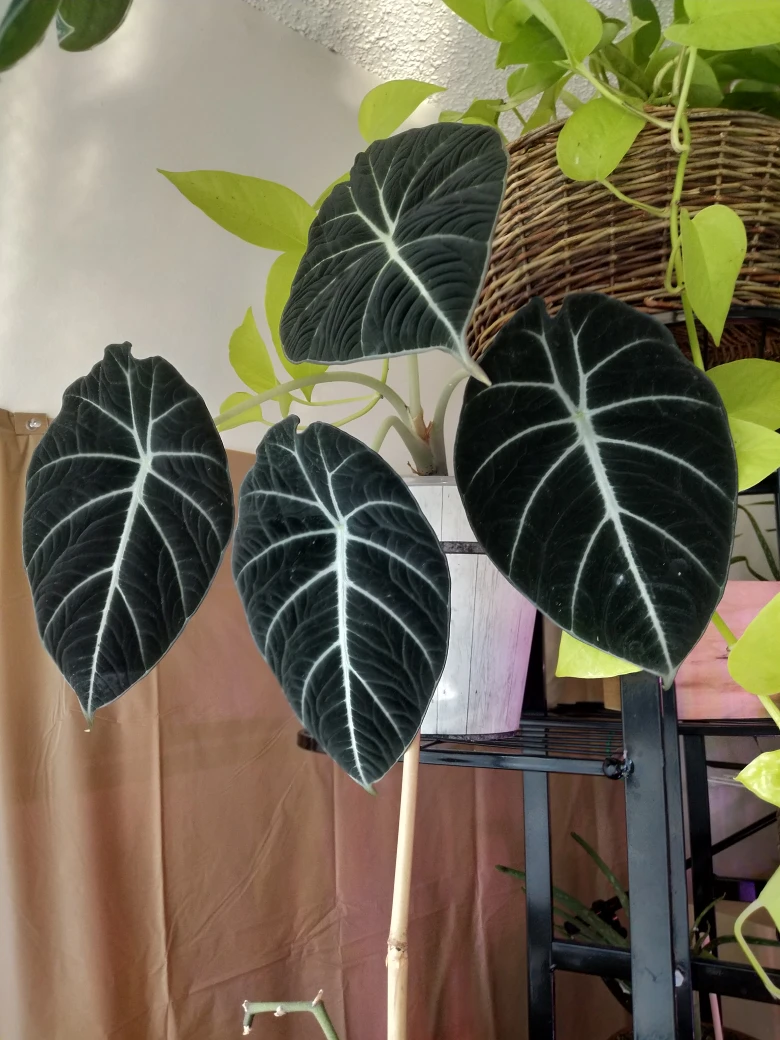Alocasia Reginula Black Velvet thumbnail