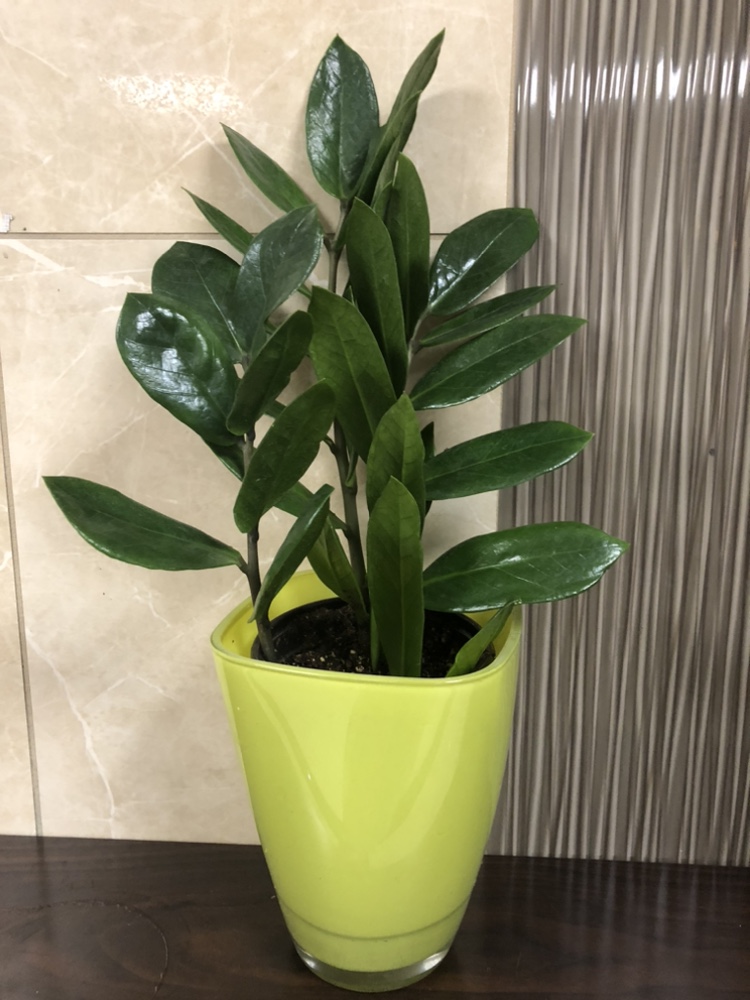 5” big leaves zz plant $15,add cotpot $18 thumbnail