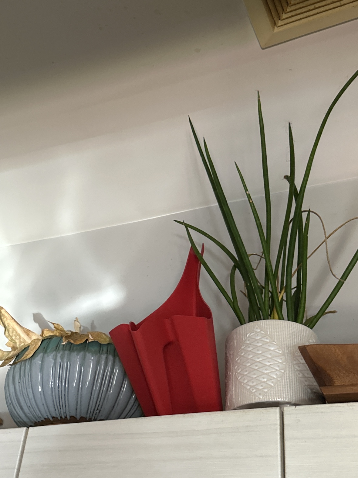 houseplants - photo 4