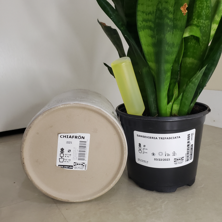 【Ikea】interior plant and plant pot (sansevieria) - photo 3