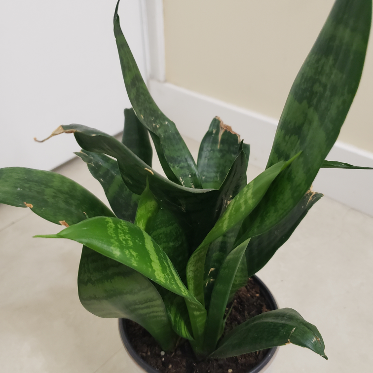 【Ikea】interior plant and plant pot (sansevieria) - photo 4