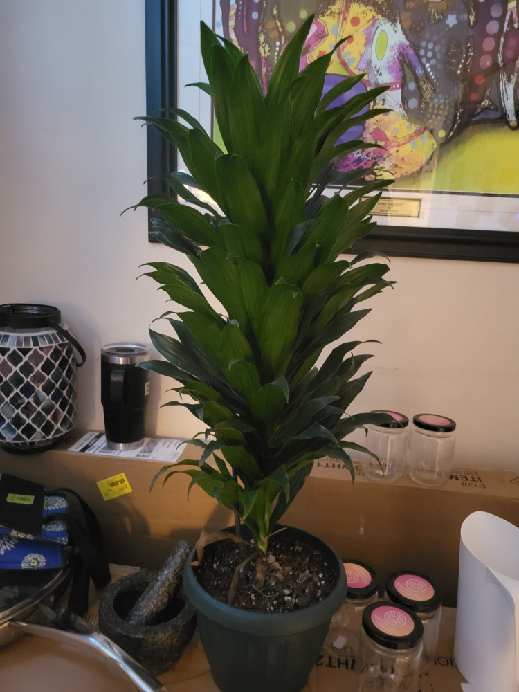 plant
