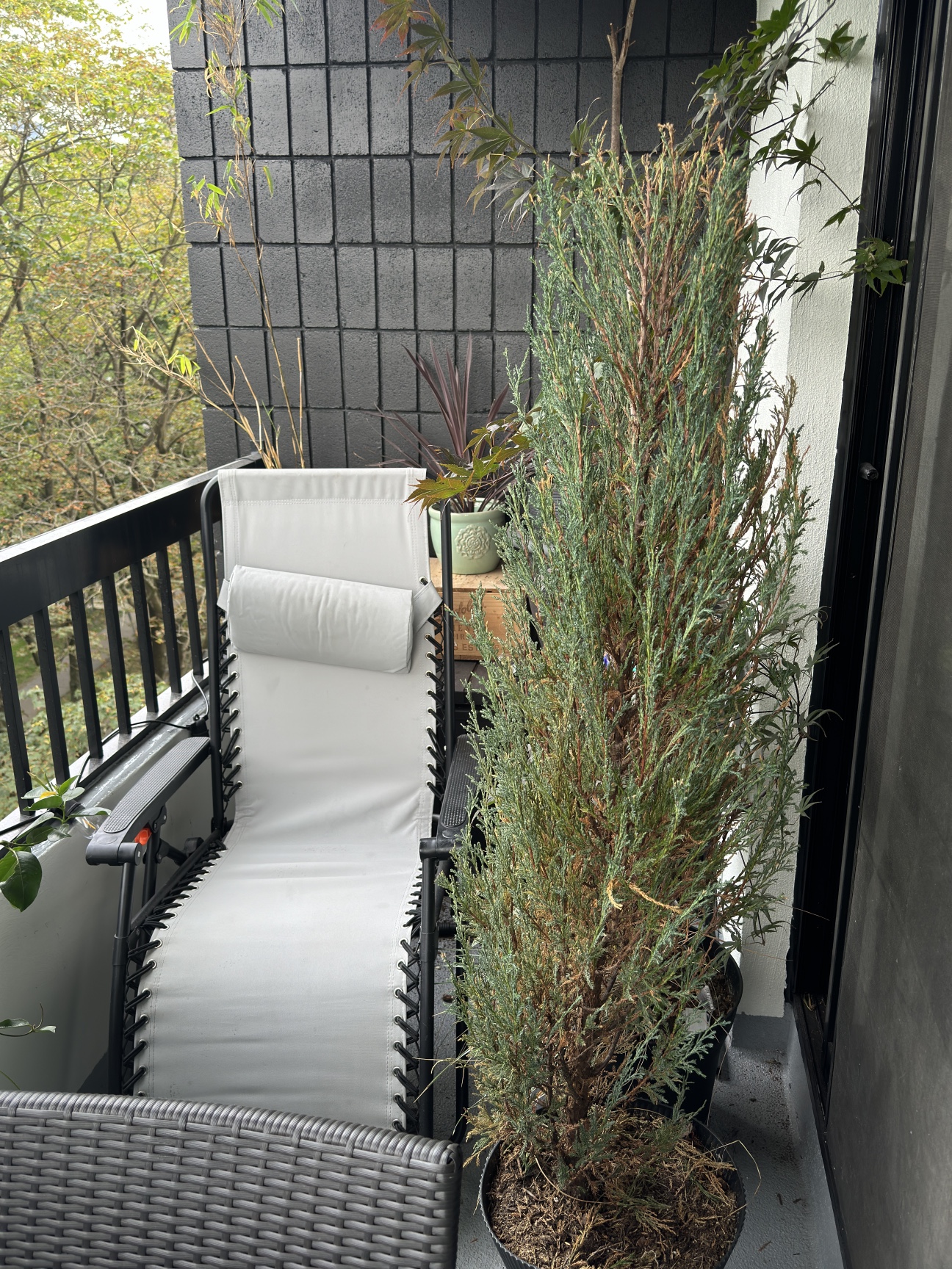 Potted Skyrocket Juniper.