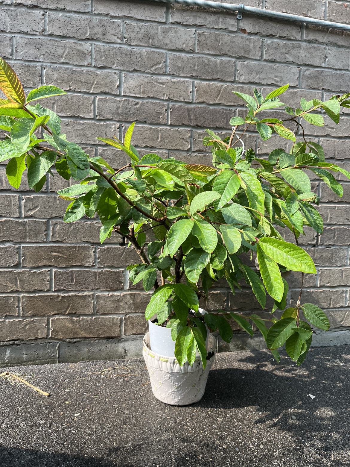 Guava Plant thumbnail