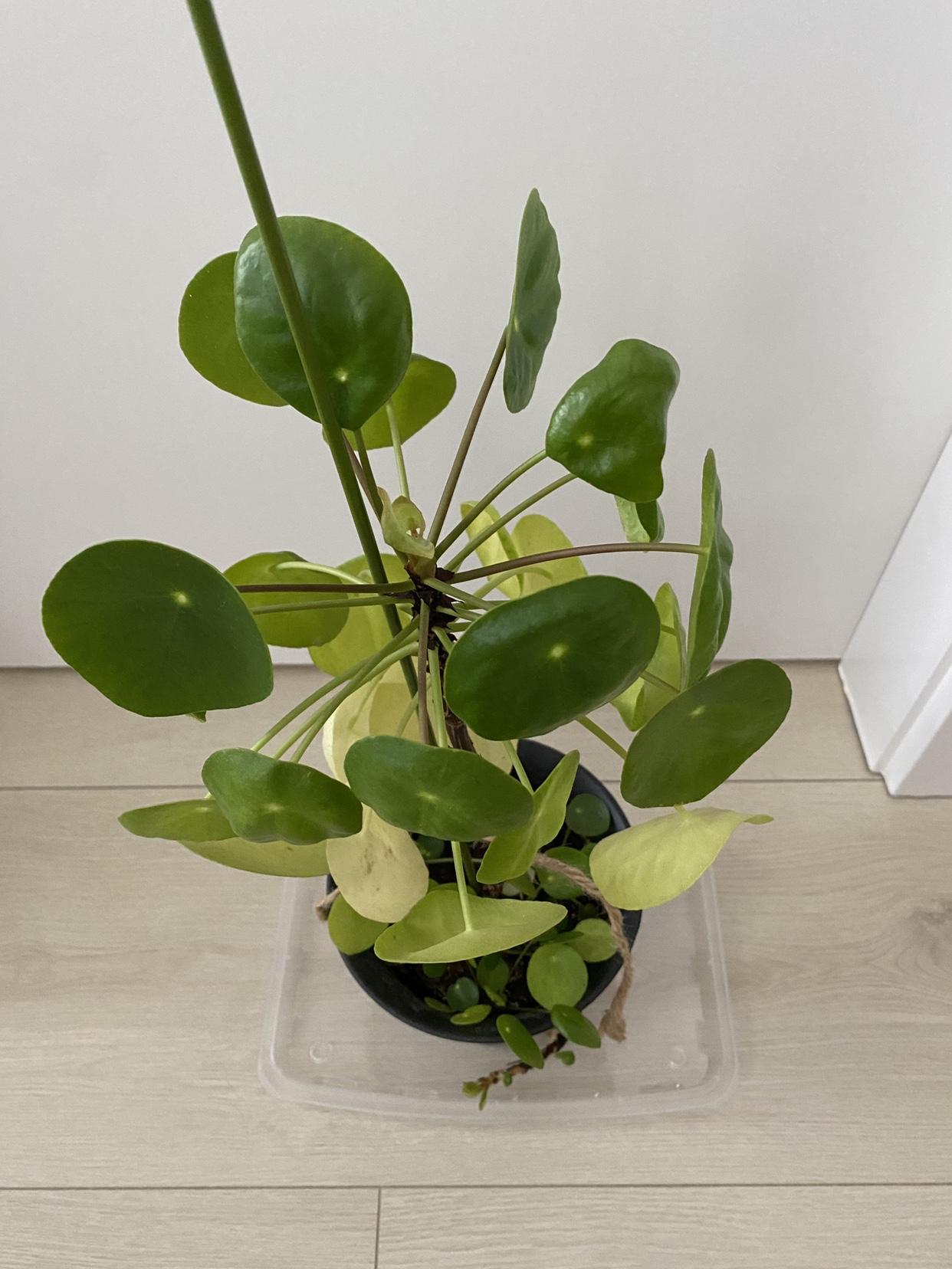 Chinese Money Plant image indicator(2)