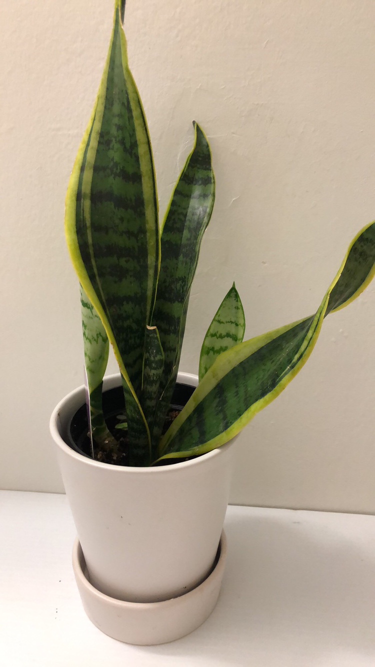 5” snake plant $6 add cover pot $10 thumbnail