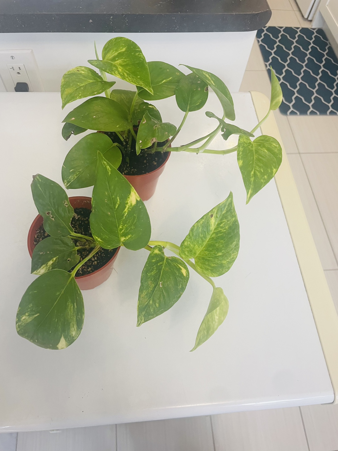 Two Pothos in pot