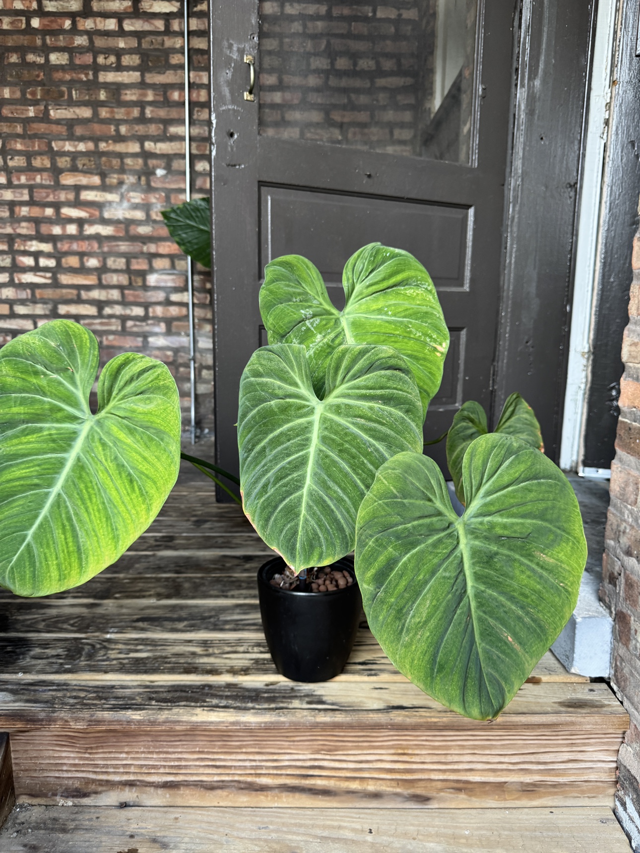 Extremely Large Philodendron El Choco Red - photo 2