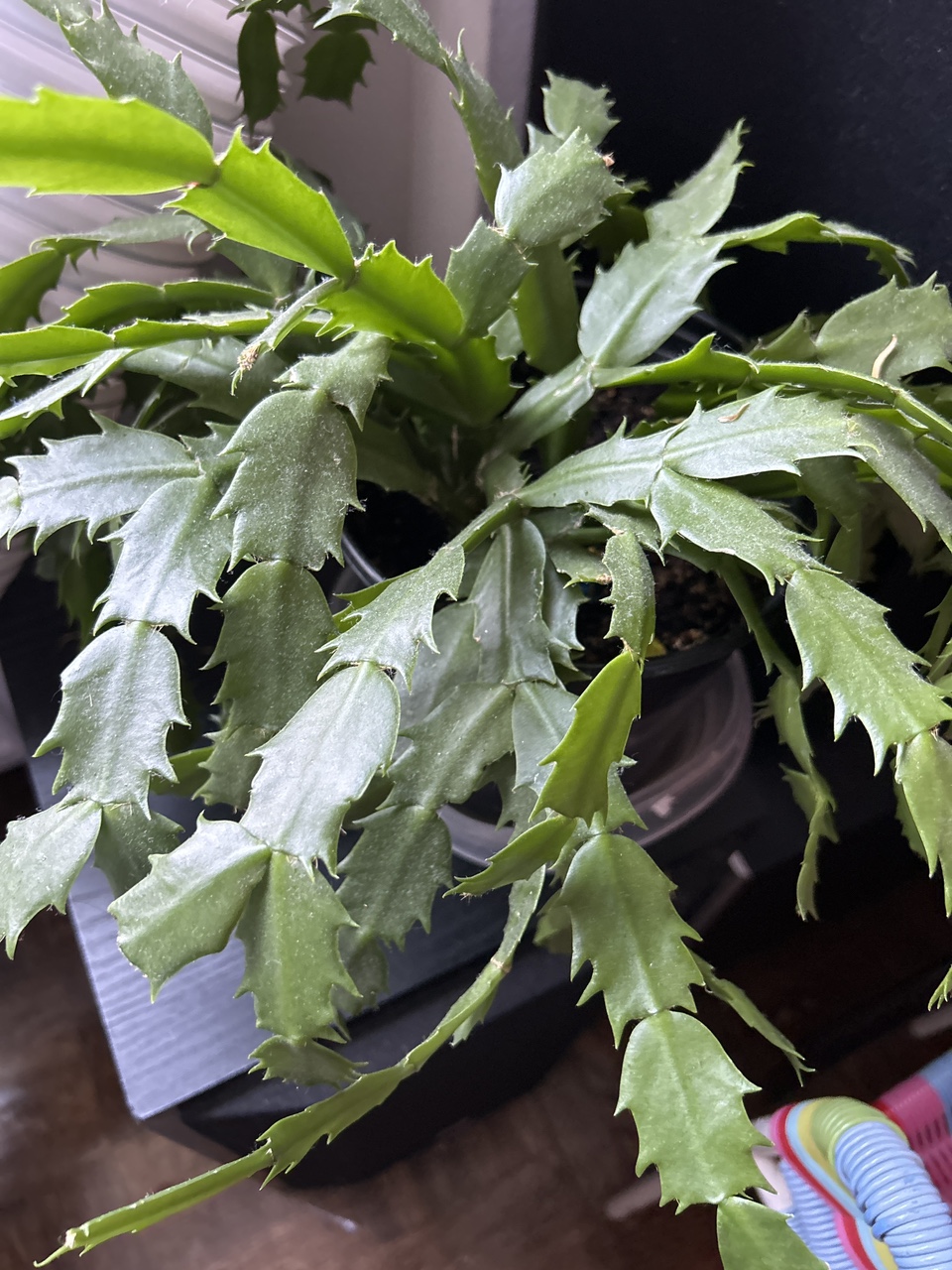 Large Green Cactus Plant thumbnail