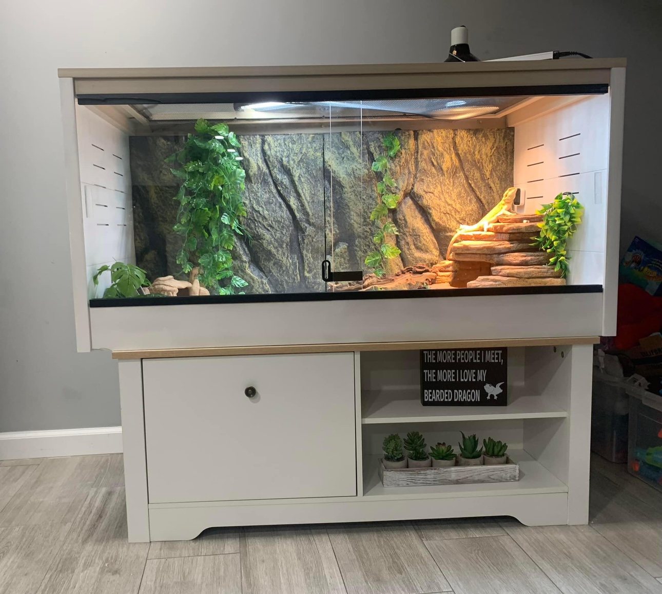 Bearded Dragon