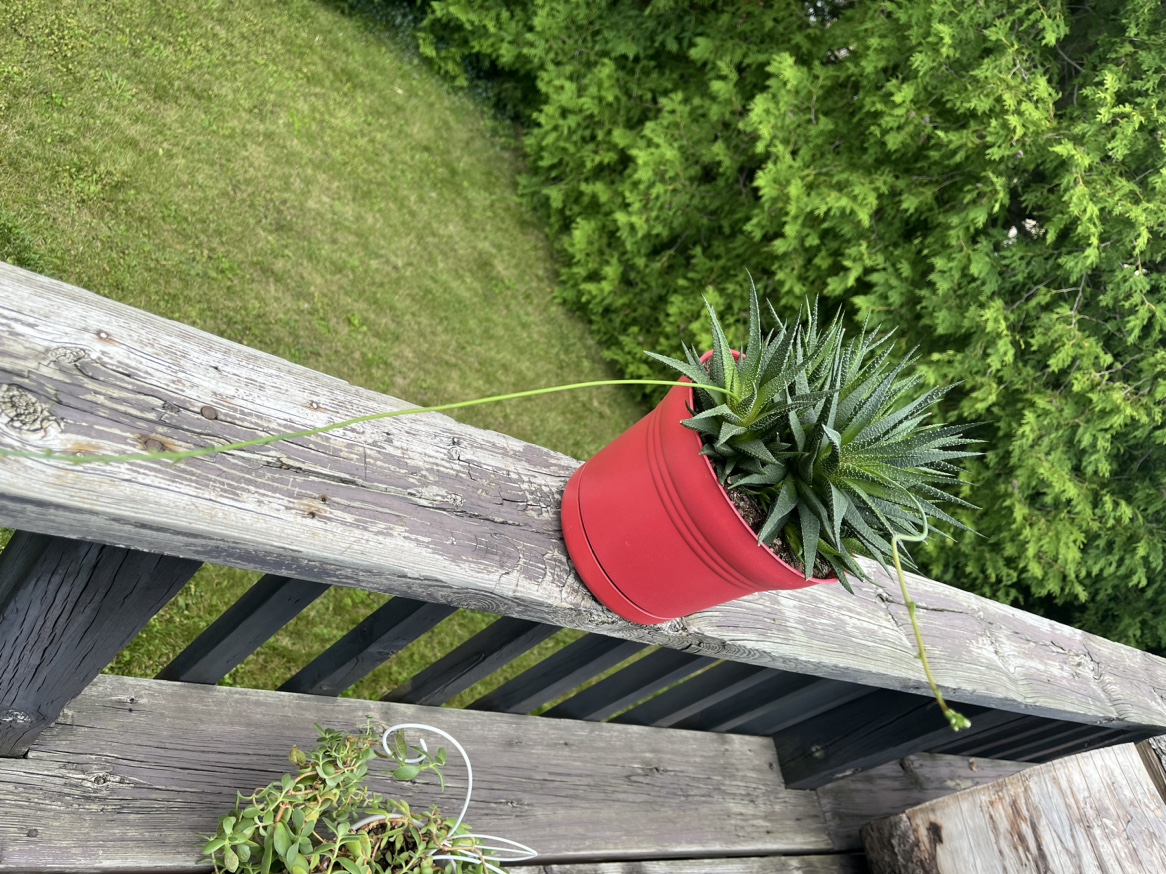 Succulent Plant in Red Pot thumbnail