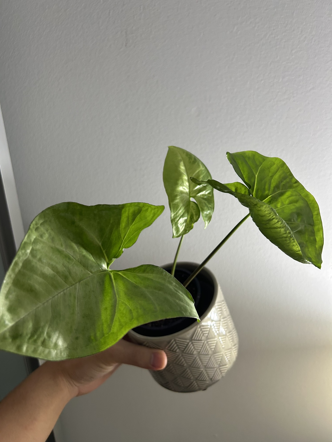 Arrowhead plant image indicator(2)