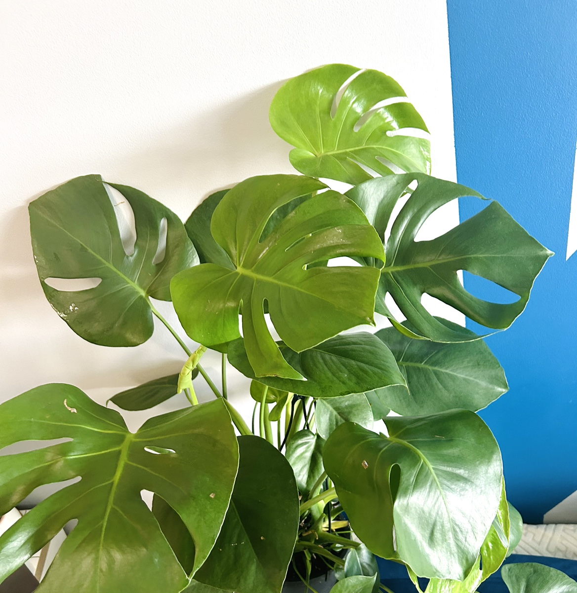 Large Monstera Deliciosa thumbnail