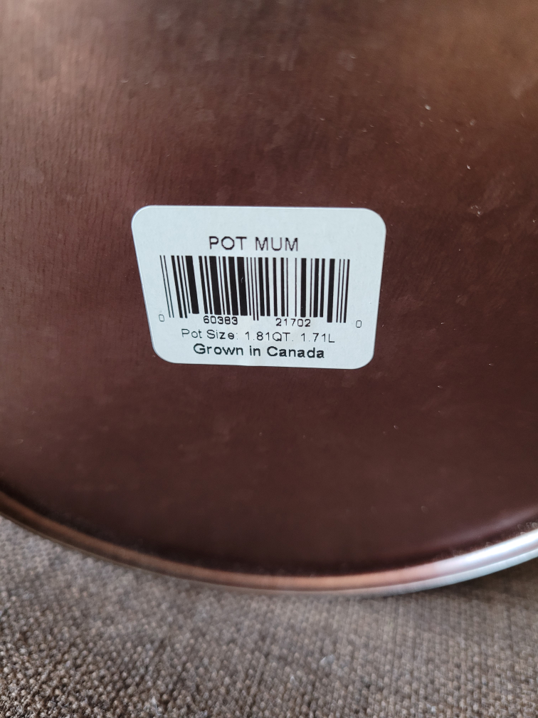 Bronze Colour Planter Pots image indicator(2)