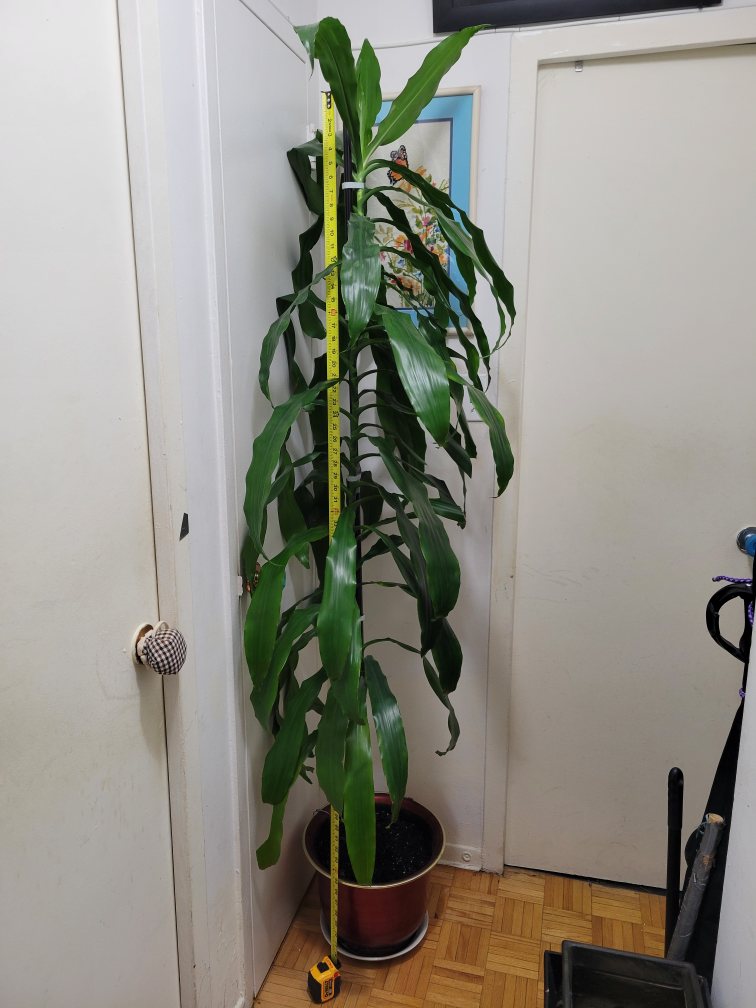 Large Dracaena Plant - photo 2