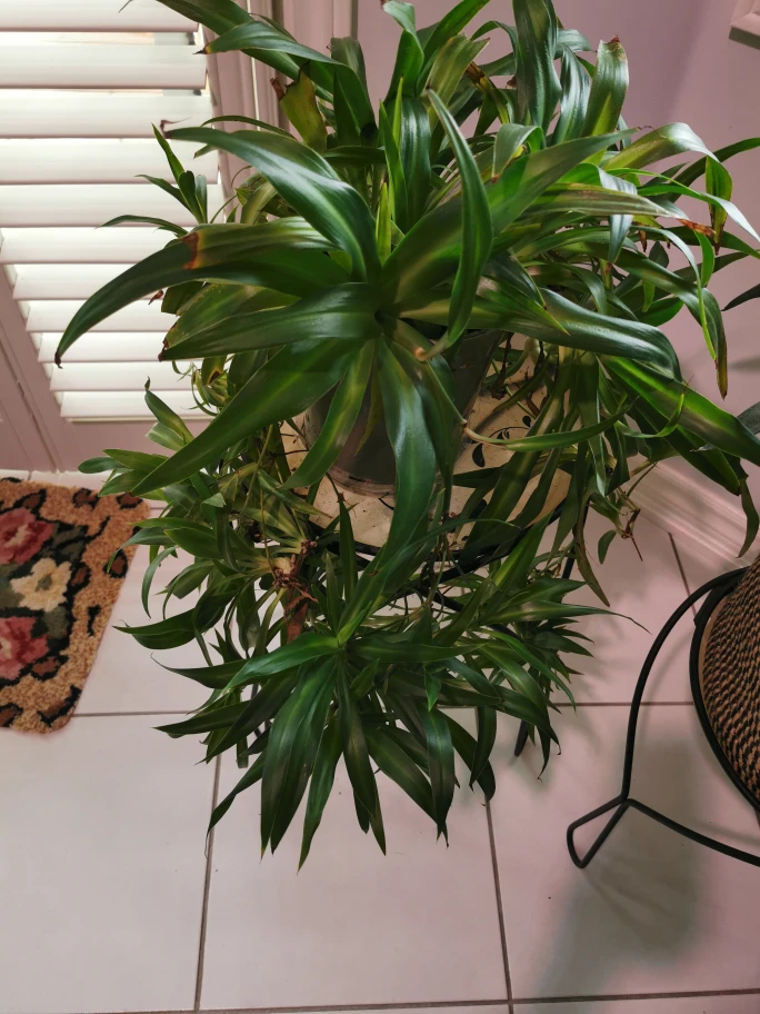 Matured spider plant #1 with plant stand image indicator(2)