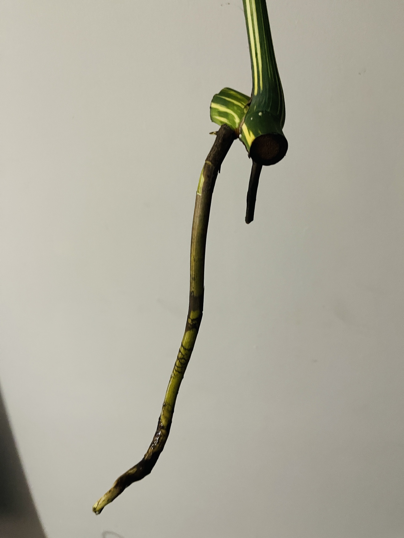 Mature Monstera Thai image indicator(2)