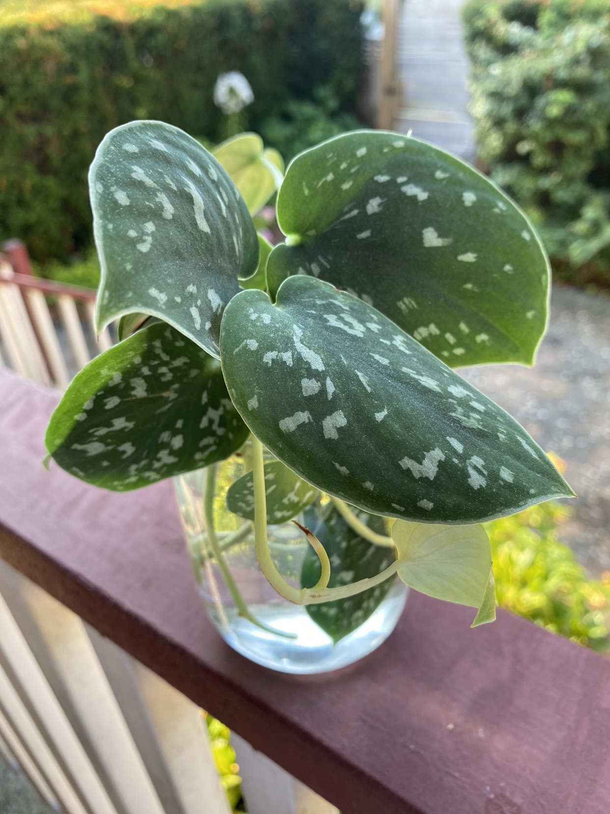 Plant thumbnail