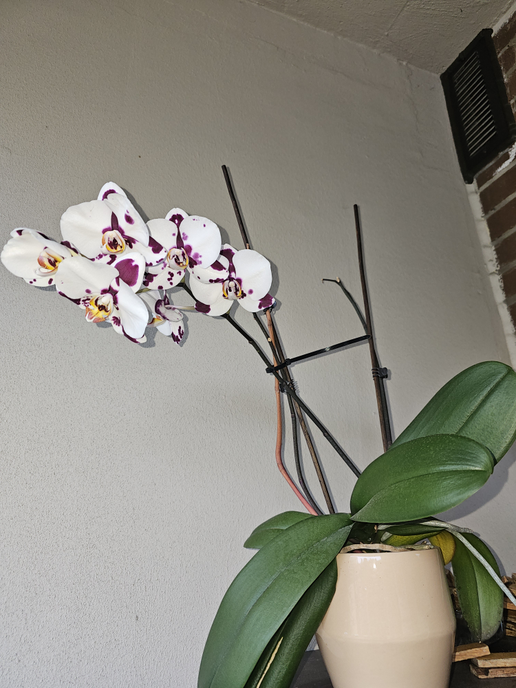 White and Purple Orchid thumbnail