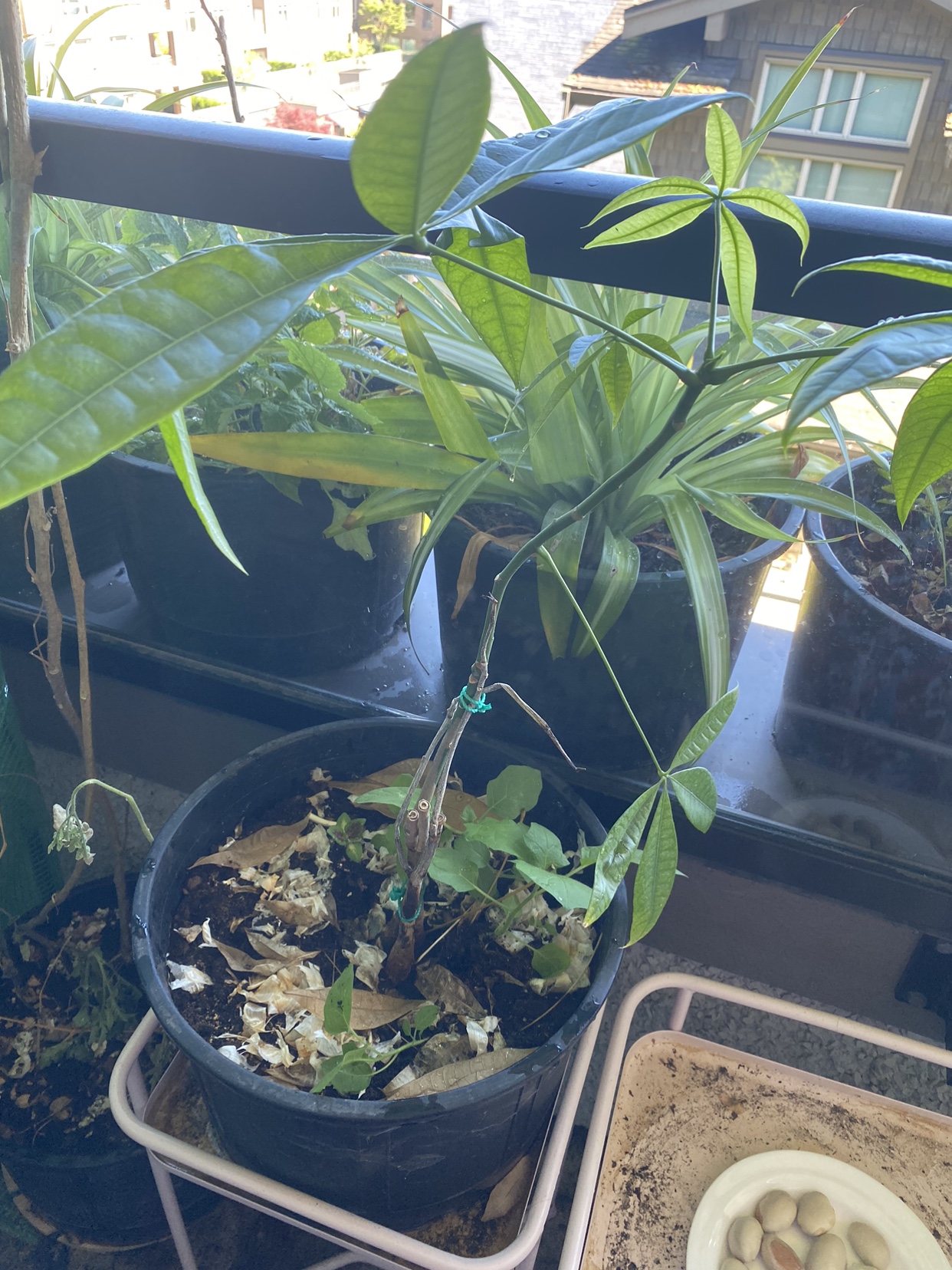 Plants for sale - photo 3
