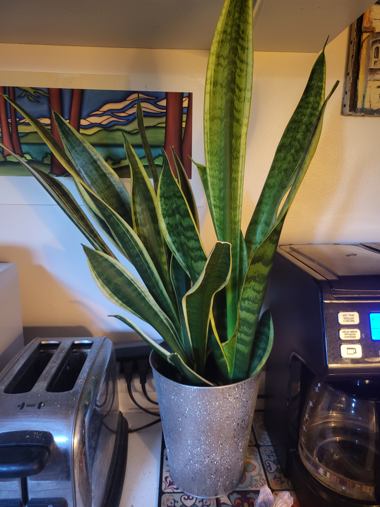 Snake Plant