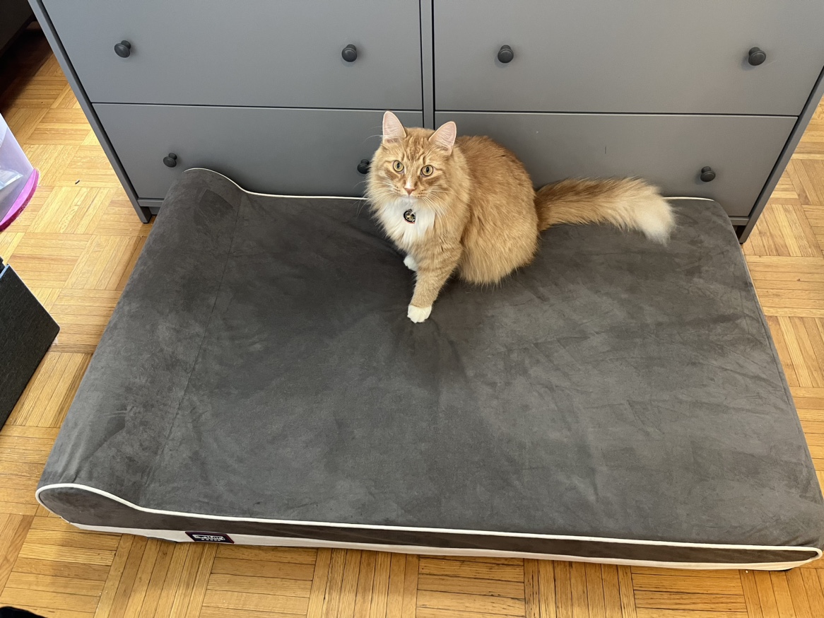 Orthopedic Memory Foam Extra Large Dog Bed thumbnail