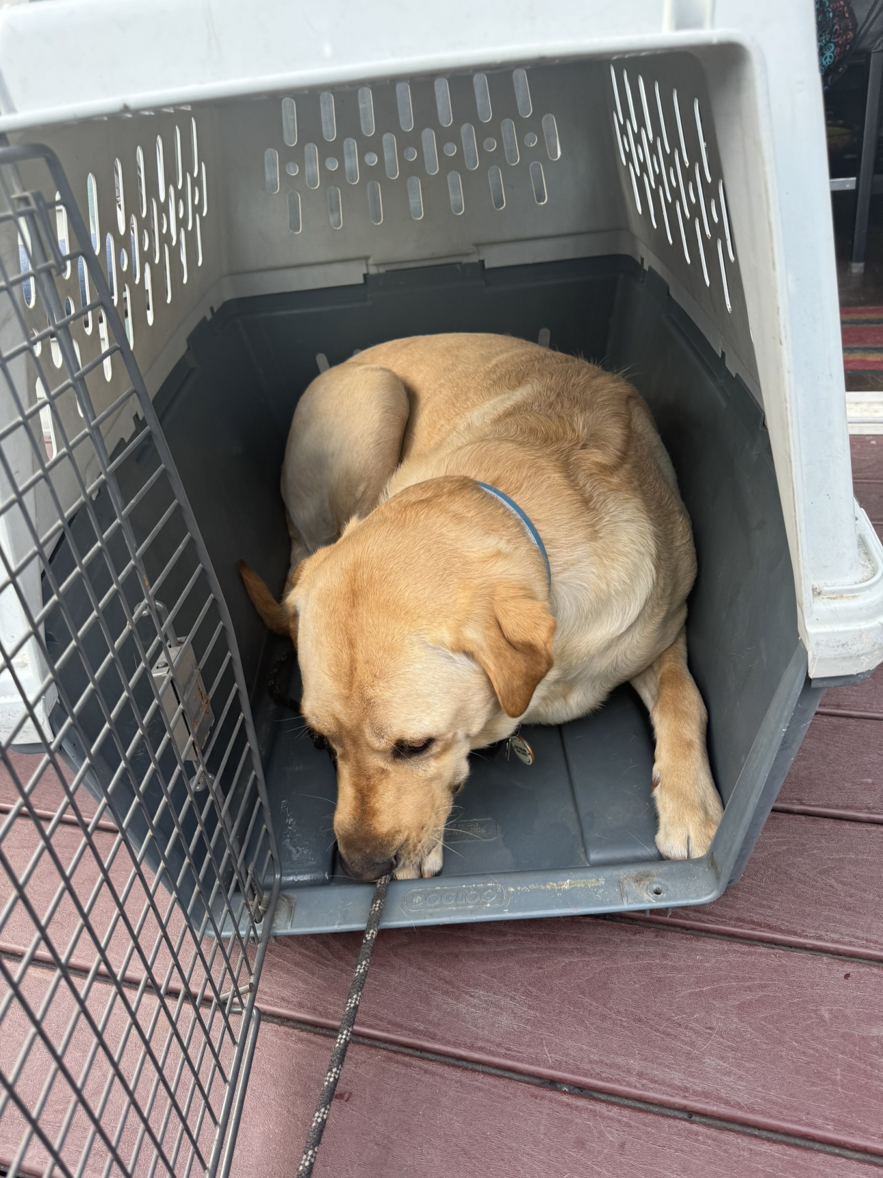 XL Dog Kennel. - photo 2