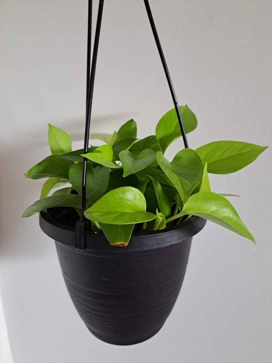 Neon Pothos - photo 2