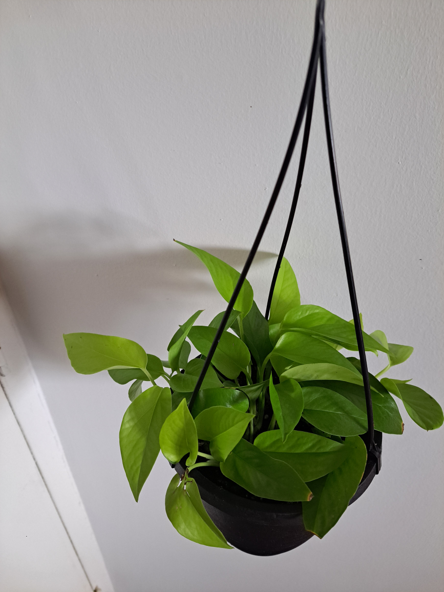 Neon Pothos - photo 3