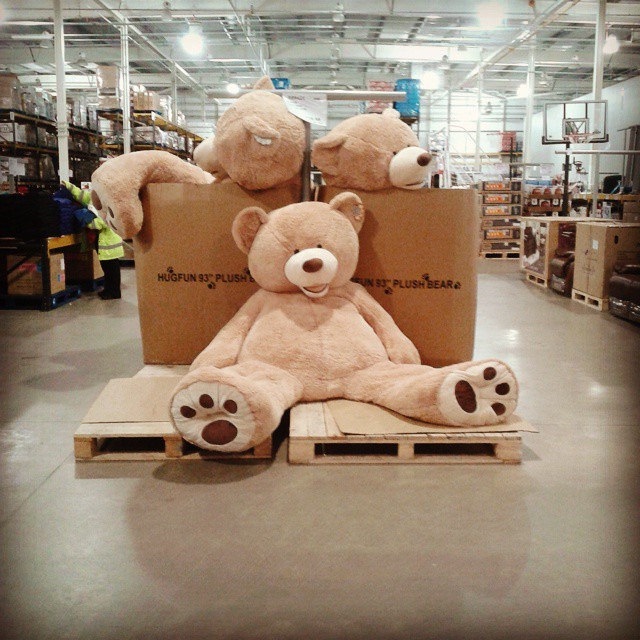 Costco Giant Bear - photo 2