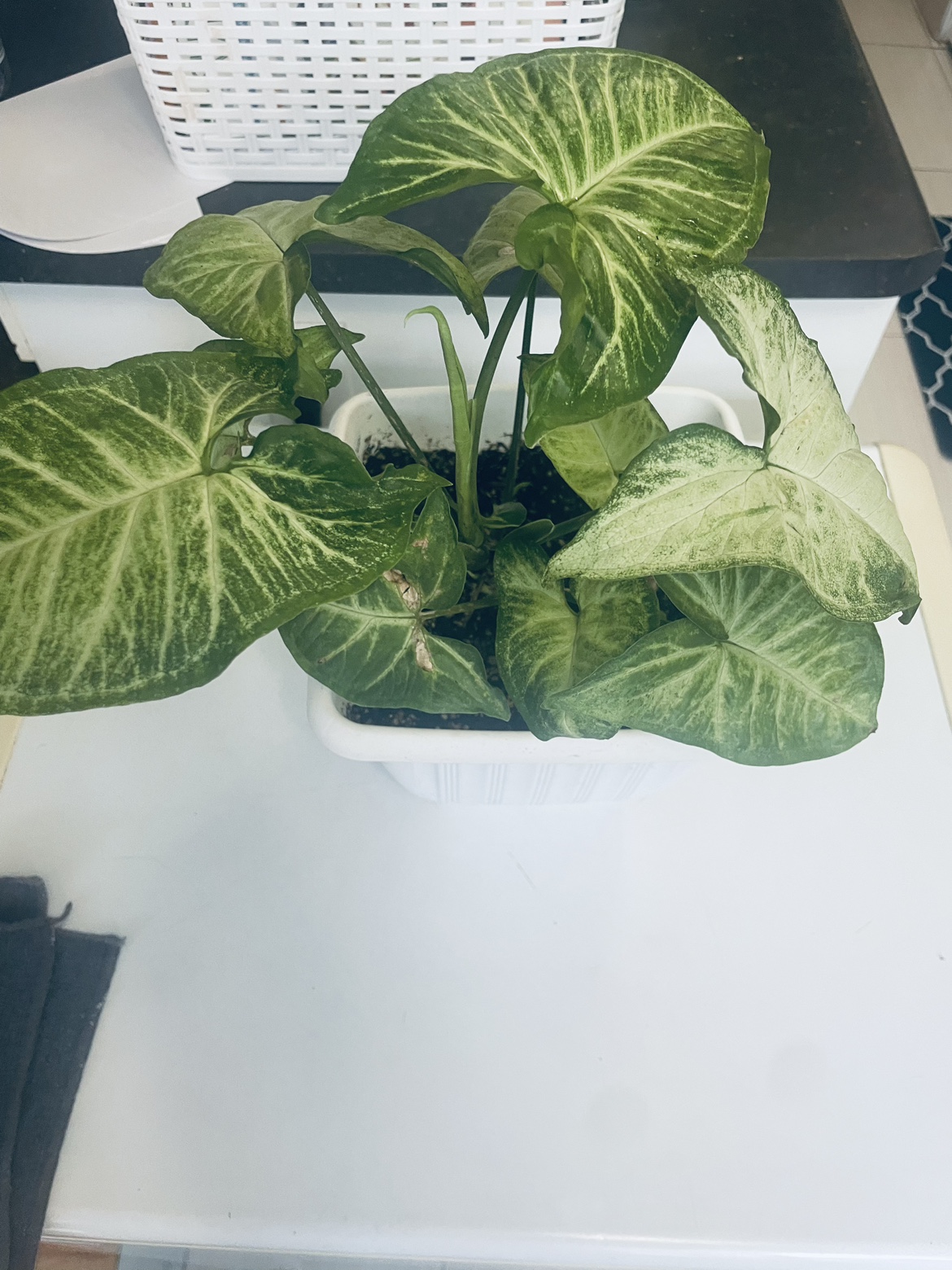 Syngorium plant thumbnail