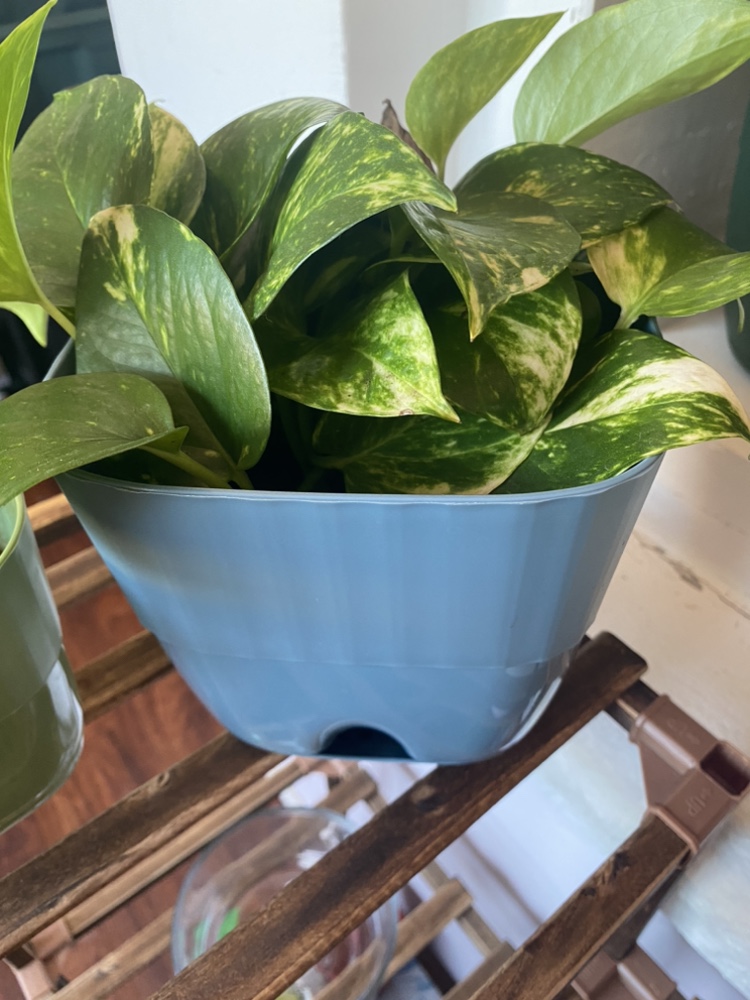 Pothos plant with pot $12