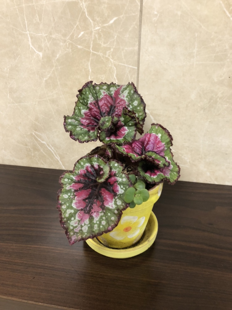 3” begonia with pot thumbnail