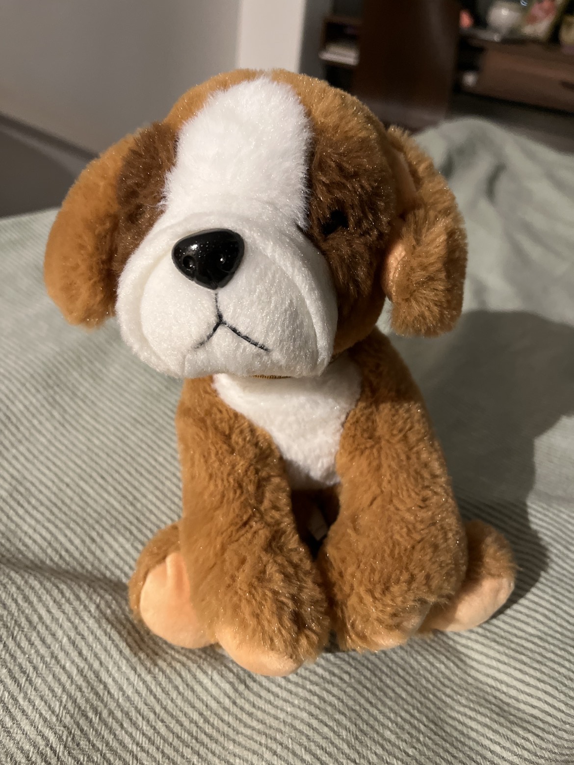 teddy bear (dog) #freecycle thumbnail
