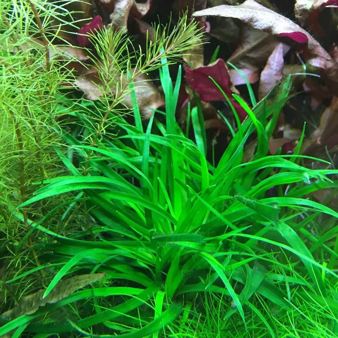 1 Erio Vietnam Plant