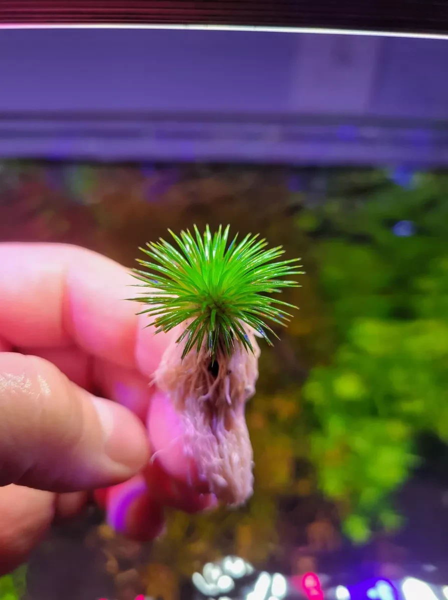 Live Aquarium Aquatic Plant