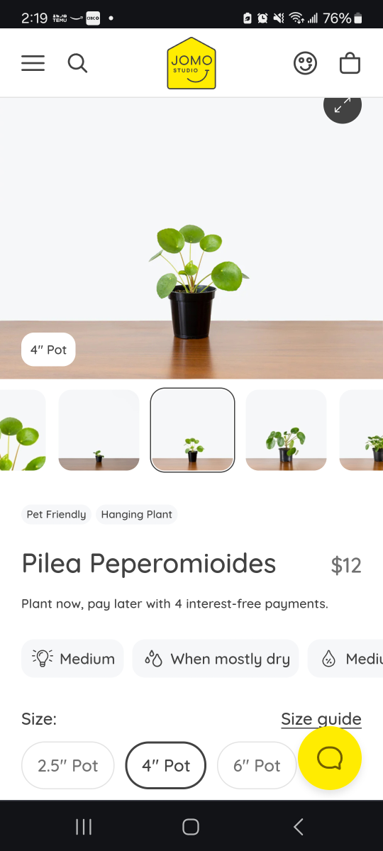 Pilea Peperomioides - Chinese Money Plant 🪴 image indicator(4)