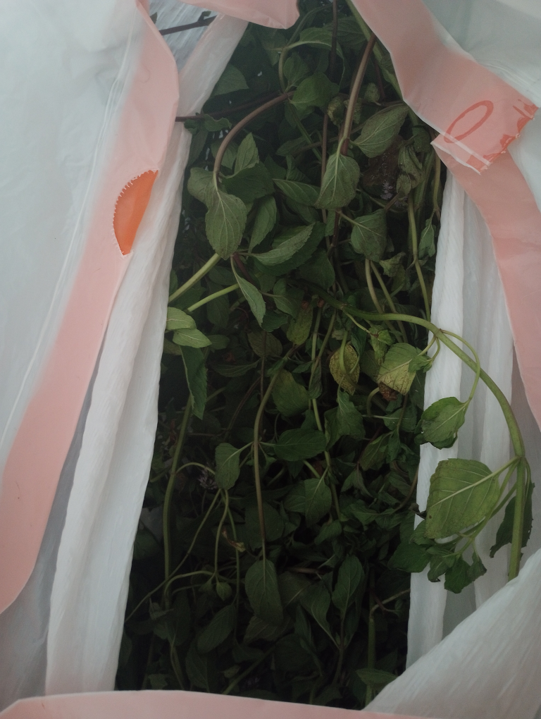 Fresh Peppermint #freecycle thumbnail