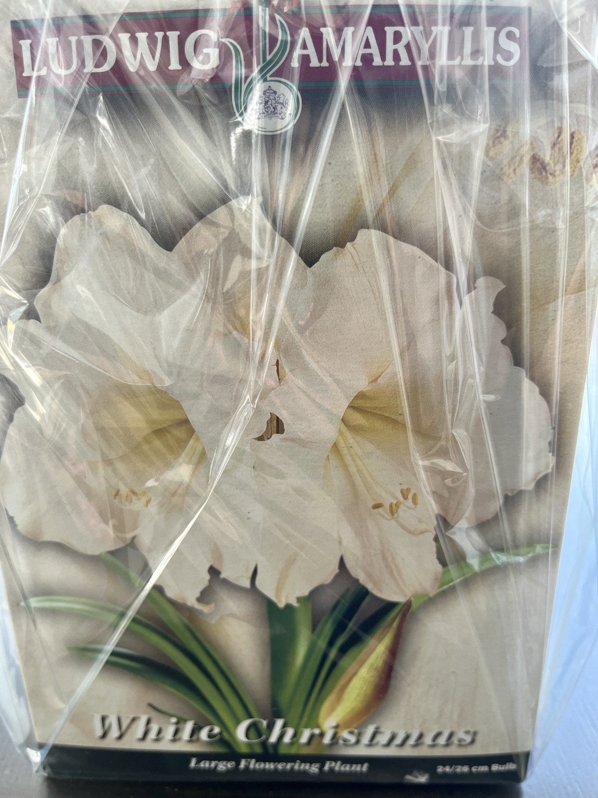 Amaryllis Bulbs gift - photo 2