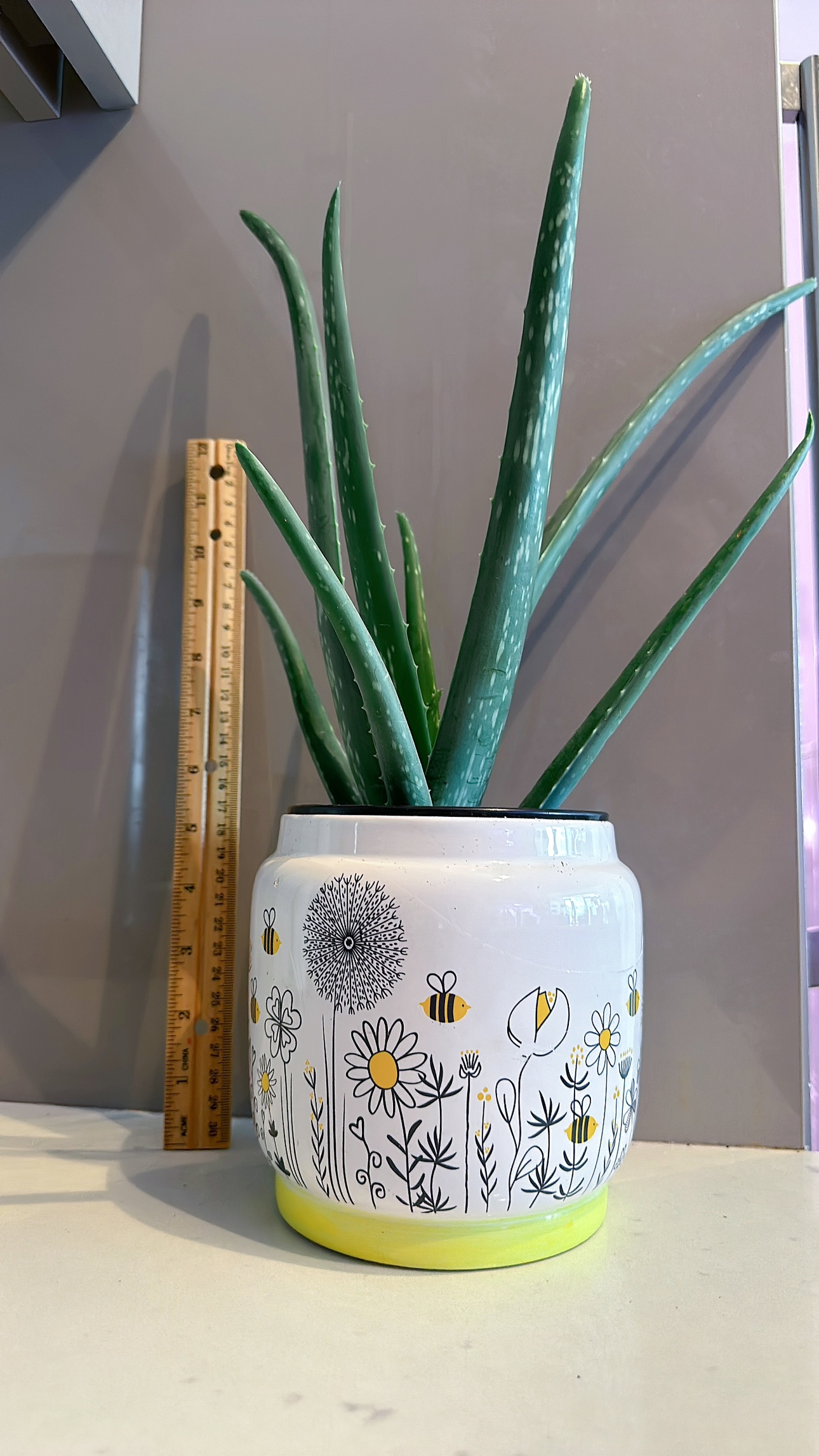 Aloe Vera plant with ceramic thumbnail