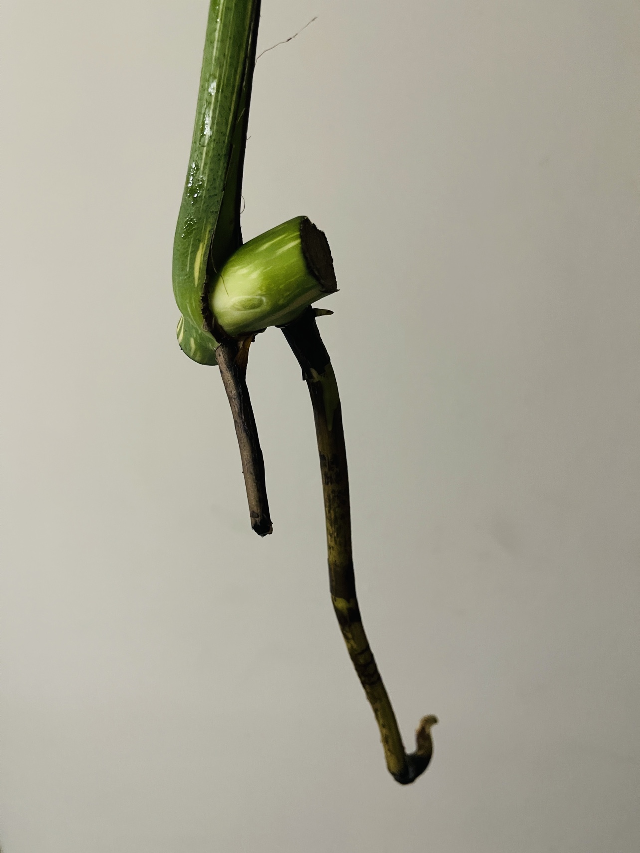 Mature Monstera Thai image indicator(3)