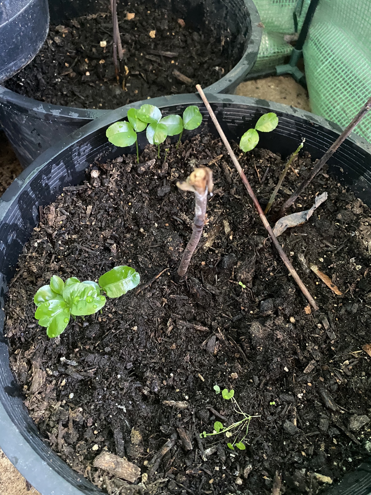 Plants for sale - photo 2