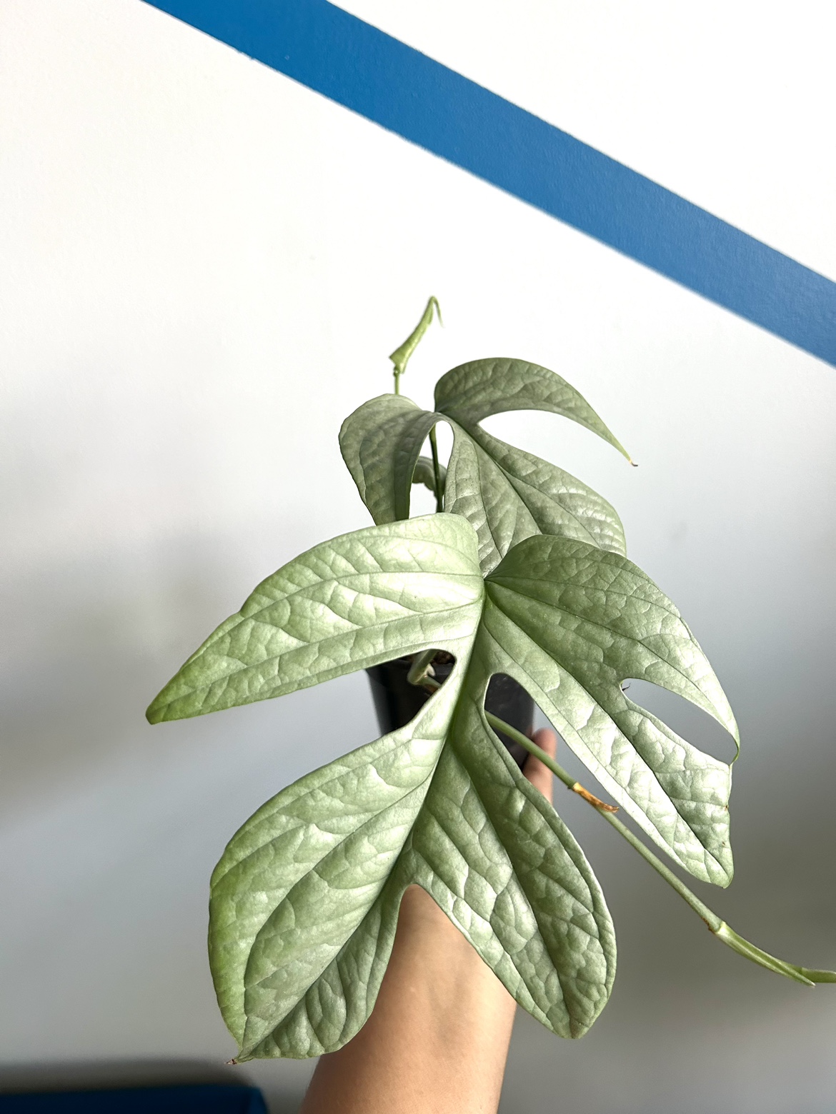 Rare Philodendron Spiderman thumbnail