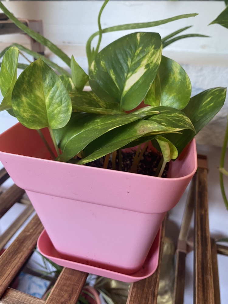 Pothos plant with pot $10