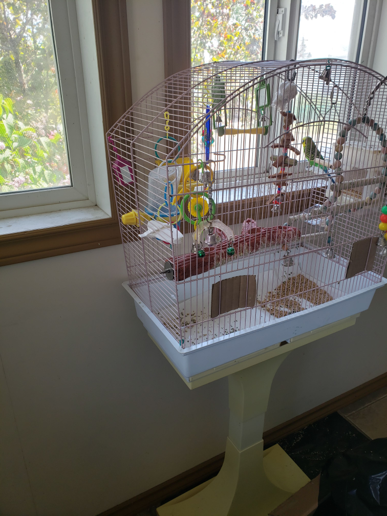 looking to sell male budgie and cage thumbnail