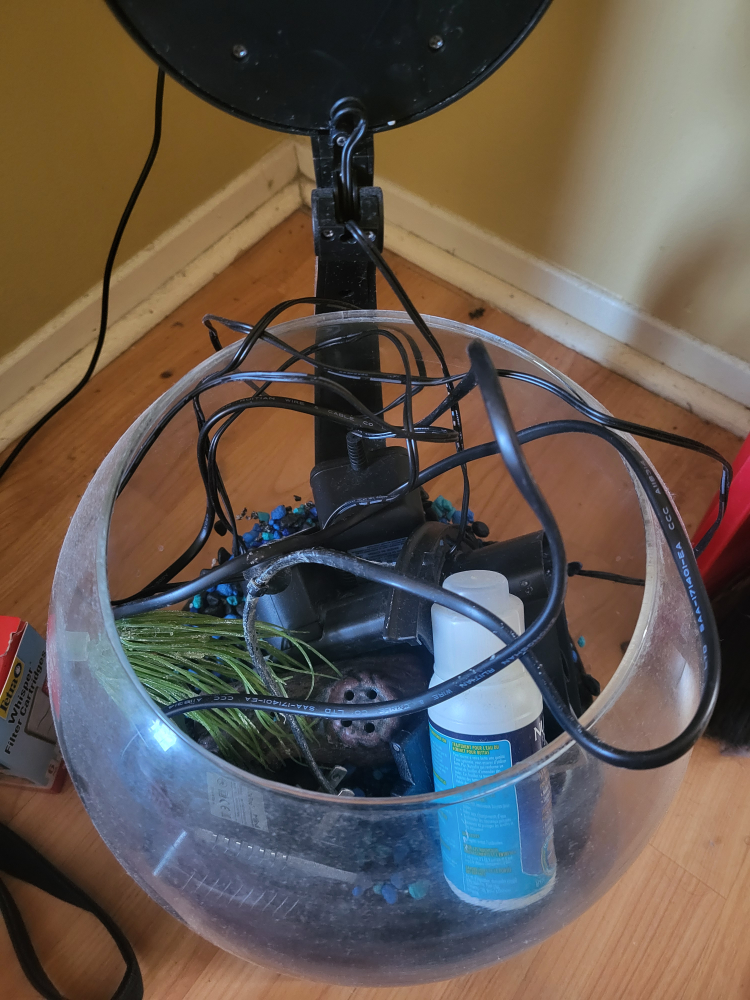 Bowl fish tank - photo 2